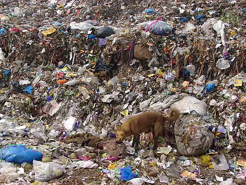 बंधवाड़ी लैंडफिल में अप्रैल के बाद नहीं लगी आग, नगर निगम ने एनजीटी को सौंपी रिपोर्ट