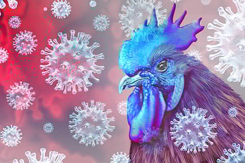 मानव और पक्षियों का फ्लू जीन बदल सकते हैं, जिससे नए और खतरनाक स्ट्रेन उत्पन्न हो सकते हैं।