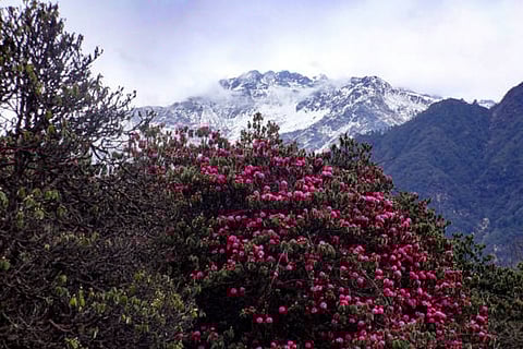 जलवायु परिवर्तन से औषधीय पौधों के आवास और वितरण में बदलाव, उच्च तापमान और बारिश में बदलाव से जोखिम बढ़ा।