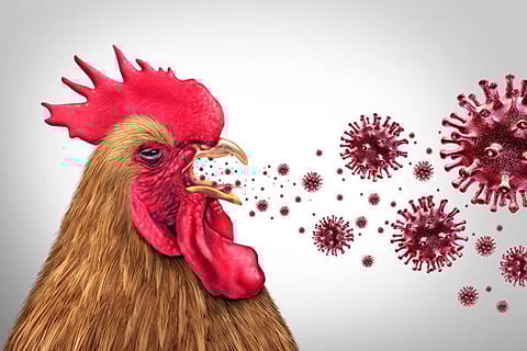 एच5एन1 बर्ड फ्लू वर्षों से पक्षियों में फैला है और सीमित मानव संक्रमणों के बावजूद महामारी का खतरा बना है