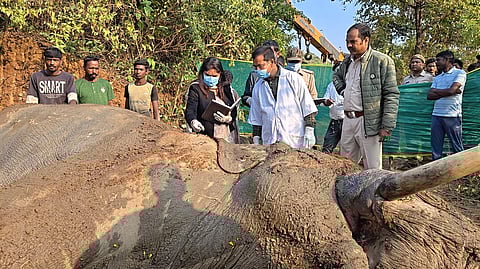 सरायकेला में हाथी के मरने के बाद उसकी छानबीन करते अधिकारी और चिकित्सक