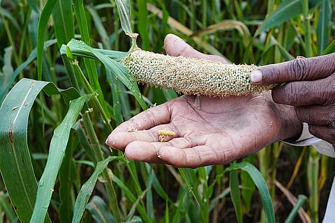 बढ़ते तापमान के साथ दुनिया में कीटों का बढ़ता प्रकोप; फोटो: आईस्टॉक