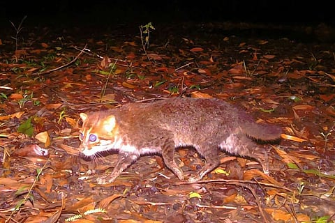 दुर्लभ जंगली बिल्ली दुनिया की सबसे संकटग्रस्त प्रजातियों में है और इसकी संख्या बेहद कम बताई जाती है आज भी