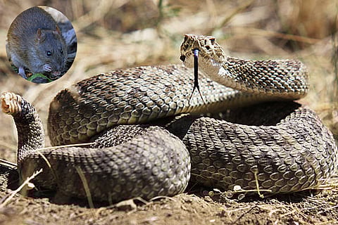 इस खोज से अन्य जीवों में विष प्रतिरोध जीन और प्राकृतिक चयन के महत्व को समझने के नए अवसर मिलते हैं।