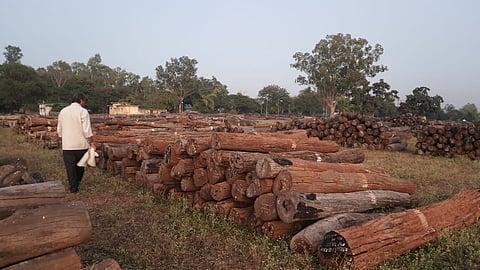 डिंडोरी के गाढ़ासरई स्थित काष्ठागार में कटकर पहुंचे साल बोरर प्रभावित पेड़। फोटो : भागीरथ