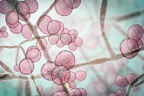 फंगस 'कैंडिडा ऑरिस’; फोटो: आईस्टॉक