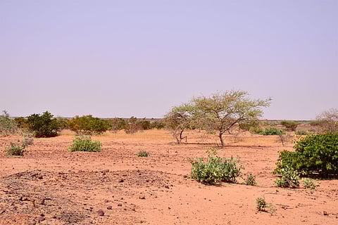 मरुस्थलीकरण दुनिया की 24 प्रतिशत भूमि और 35 प्रतिशत आबादी को प्रभावित कर रहा है, जिससे भोजन, पानी और आजीविका संकट बढ़ रहा है।