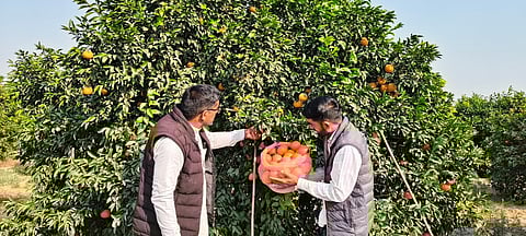 किन्नू महाकुंभ से संवरेगी किन्नू किसानों की किस्मत?