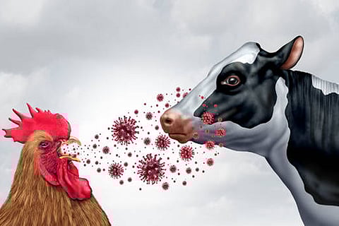 नीदरलैंड के फ्राइस्लैंड स्थित डेयरी फार्म की एक गाय में एवियन इन्फ्लूएंजा एंटीबॉडी पाई गई 