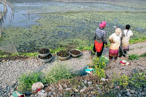 शहरी नदियां, झीलें और तालाब खाद्य सुरक्षा और आजीविका के महत्वपूर्ण स्रोत साबित हो रहे हैं।