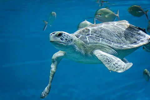 अध्ययन में पाया गया कि कछुए लगभग तीन सौ हर्ट्ज की कम आवृत्ति वाली आवाजों के प्रति अधिक संवेदनशील हैं 
