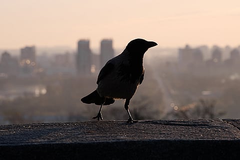 पक्षियों के लिए आवाज केवल ध्वनि नहीं, बल्कि उनकी भाषा है, जो उन्हें खतरे का संकेत देती है और जीवन का रास्ता दिखाती है। फोटो: आईस्टॉक