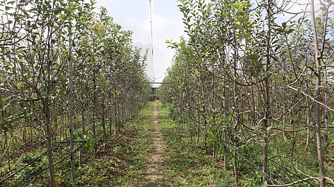 हिमाचल के शिमला में लगे सेब के पेड़। फोटो: रोहित पराशर