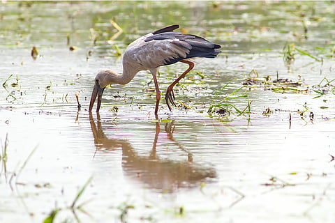 प्रतीकात्मक तस्वीर: आईस्टॉक