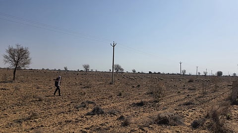 खेजड़ी पश्चिमी राजस्थान की जीवनरेखा है। पशुपालक इसके पौष्टिक चारे को बहुत महत्व देते हैं। फोटो: भागीरथ 