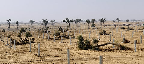 भानीपुरा गांव में सोलर प्लांट के भीतर कटी खेजड़ी। फोटो: अजीज भुट्टा