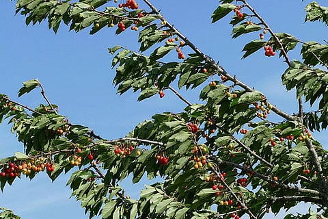 हरियाणा, पंजाब और उत्तर प्रदेश में 2-3 मार्च को 20-30 किमी प्रति घंटे की रफ्तार से तेज हवाएं चलने के आसार।