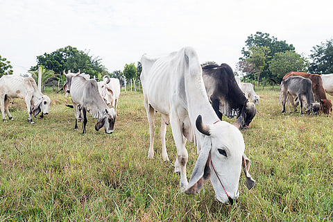 चिंता की बात यह है कि इस संकट से भारत के साथ ब्राजील, रूस, चीन और अमेरिका जैसे बड़े देश भी प्रभावित हो रहे हैं; प्रतीकात्मक तस्वीर: आईस्टॉक