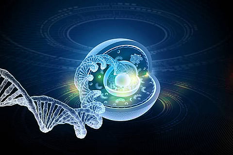 मैक्रोफेज रोगों से लड़ते हैं, मृत कोशिकाएं साफ करते हैं, अंगों का संतुलन बनाए रखते हैं और लोहा पुनः प्रयोग करते हैं।