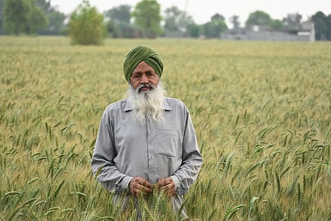 गुम हुई सर्दी: पंजाब-हरियाणा में असामान्य गर्मी से गेहूं की फसल पर संकट