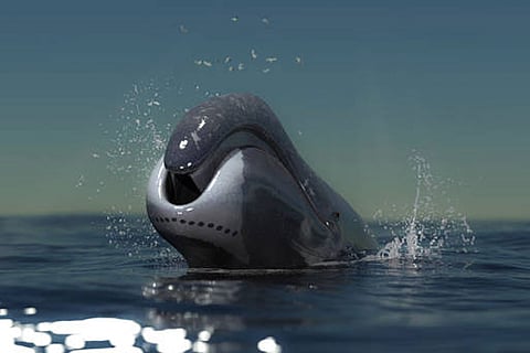 वैज्ञानिकों ने बोहेड व्हेल में सीआईआरबीपी प्रोटीन की अधिक मात्रा पाई, जो डीएनए को ठीक कर लंबी उम्र में मदद करता है।