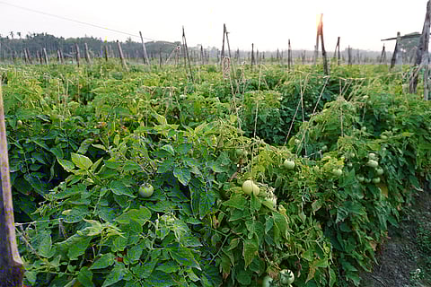 क्या हमारी सब्जियों में जमा हो रही हैं दवाएं? वैज्ञानिकों ने किए चौंकाने वाले खुलासे