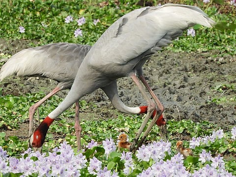 पूर्वी उत्तर प्रदेश के वेटलैंड्स में पिछले 12 वर्षों में सारस की संख्या में कई गुणा वृद्धि दर्ज की गई है। फोटो: अरशद हुसैन/डब्ल्यूटीआई 