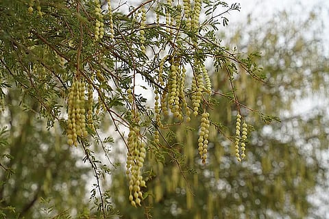 20वीं शताब्दी के शुरूआती दौर में अंग्रेज विलायती कीकर दिल्ली लेकर आए थे जो देखते ही देखते जंगल की आग की तरह फैल गया; फोटो: आईस्टॉक