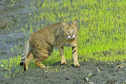 जंगली बिल्ली (फेलिस चाउस) भारत के विभिन्न खुले आवासों में पाई जाती है, लेकिन इसकी आबादी धीरे-धीरे घट रही है।