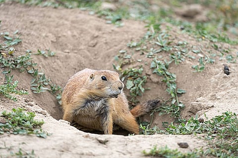 जानवरों का बिल बनाना, नदी तल हिलाना और भोजन ढूंढना जैसी रोजमर्रा की गतिविधियां धीरे-धीरे पूरे परिदृश्य को आकार देती हैं।