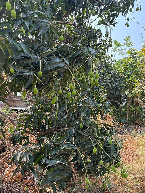 उत्तर प्रदेश के मलिहाबाद में आम के पेड़। फोटो: देविंद्र सिंह