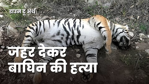 जहर देकर दफनाई बाघिन: मध्य प्रदेश में सनसनी, वन विभाग पर उठे सवाल