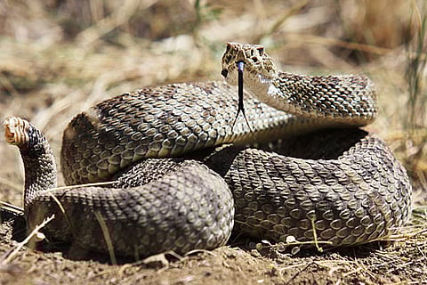 अध्ययन ने स्पष्ट किया कि छोटे रैटलस्नेक को लेकर फैली गलतफहमी विज्ञान से मेल नहीं खाती और यह आज भी लोगों के डर और निर्णयों को प्रभावित करती है।