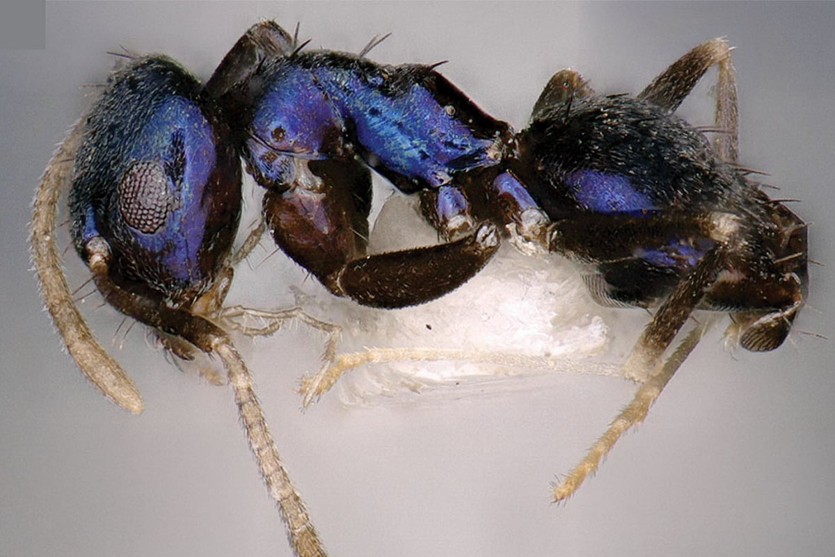Rare Blue Ants Discovered In Remote Siang Valley Of Northeast India rare-blue-ants-discovered-in-remote-siang-valley-of-northeast-india