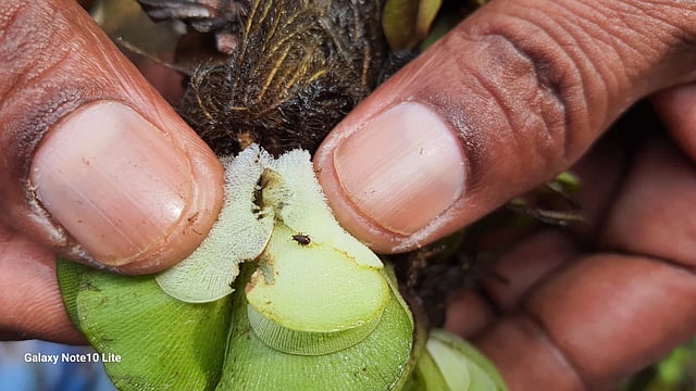 Foreign Insects Successfully Remove Harmful Aquatic Fern from Betul ...
