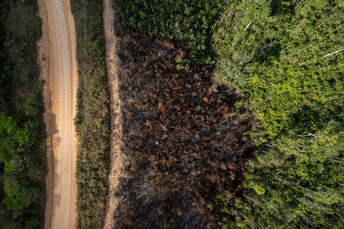 Global Deforestation Slows, But Climate Change Threatens Forests: FAO ...