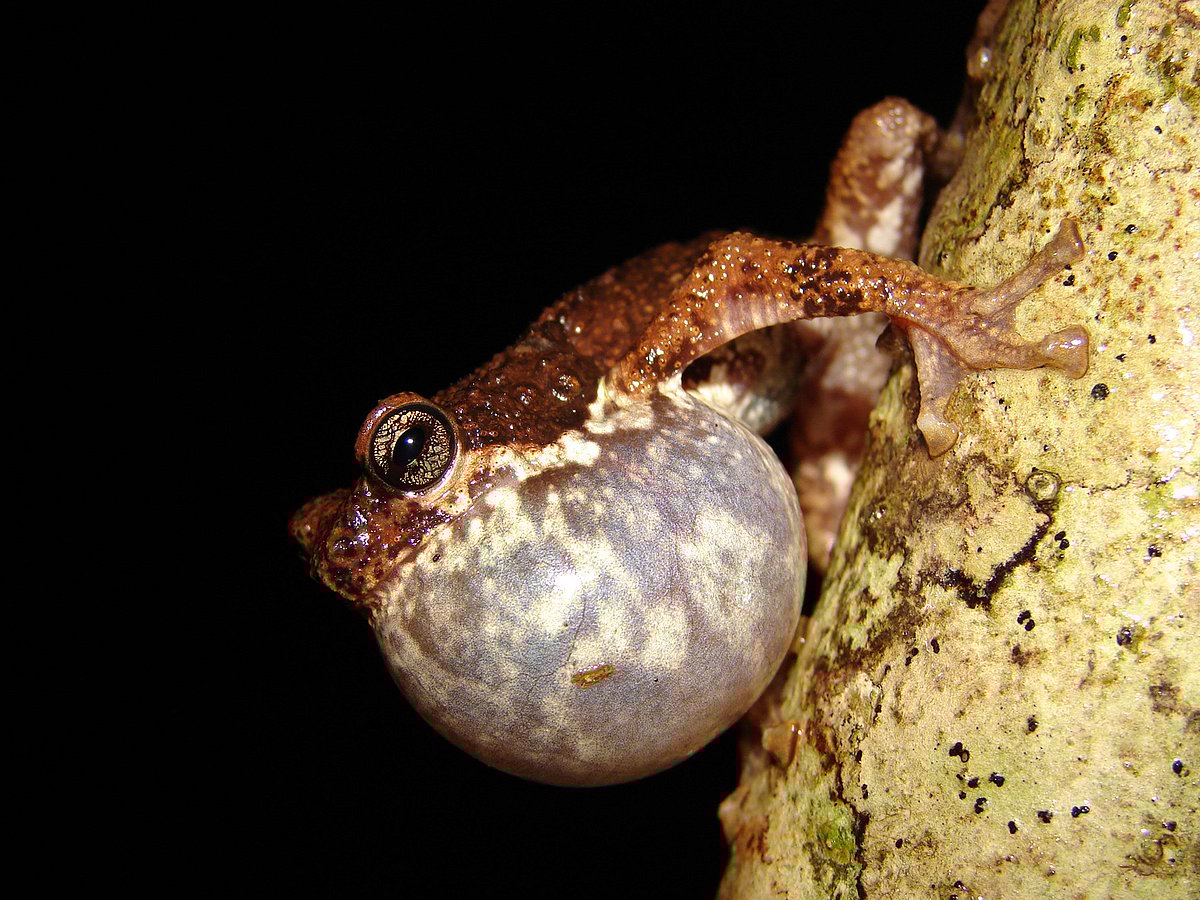 Climate Change Threatens Malabar Tree Toads with 68.7% Population ...