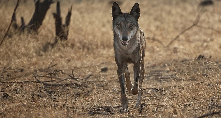 Wolf Attacks in Bahraich: Analyzing Historical Context and Current ...