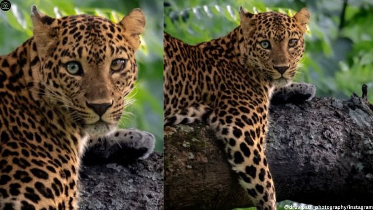 Leopard In A R Wildlife Photographer Discovers Rare Heterochromic Leopard in Bandipur ...