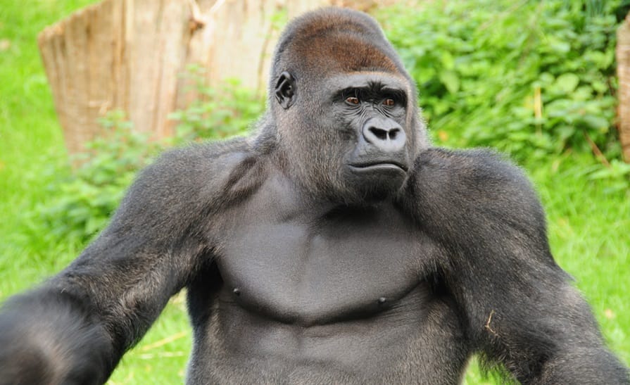 Gorilla Ceann Chartúin