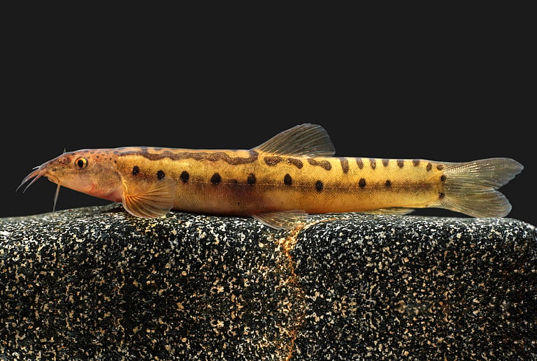 New Freshwater Fish Genus 'Koima' Discovered in Western Ghats