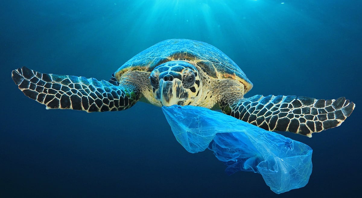 Global Plastic Pollution: Addressing Marine and Terrestrial Impacts