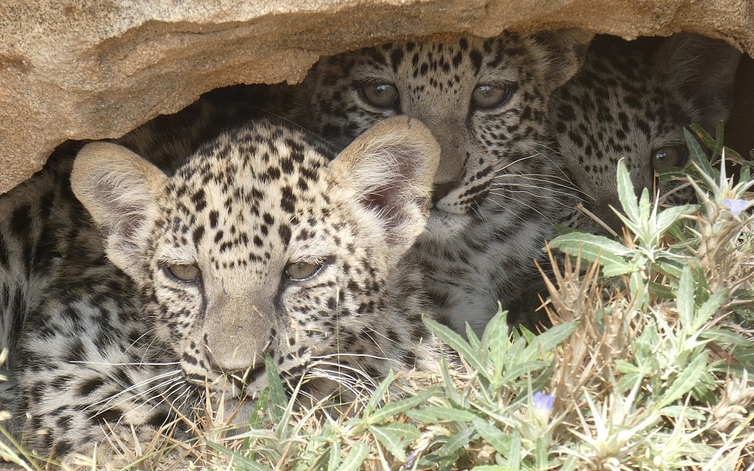 Critically Endangered Arabian Leopard Triplets Born in Saudi Arabia: A ...
