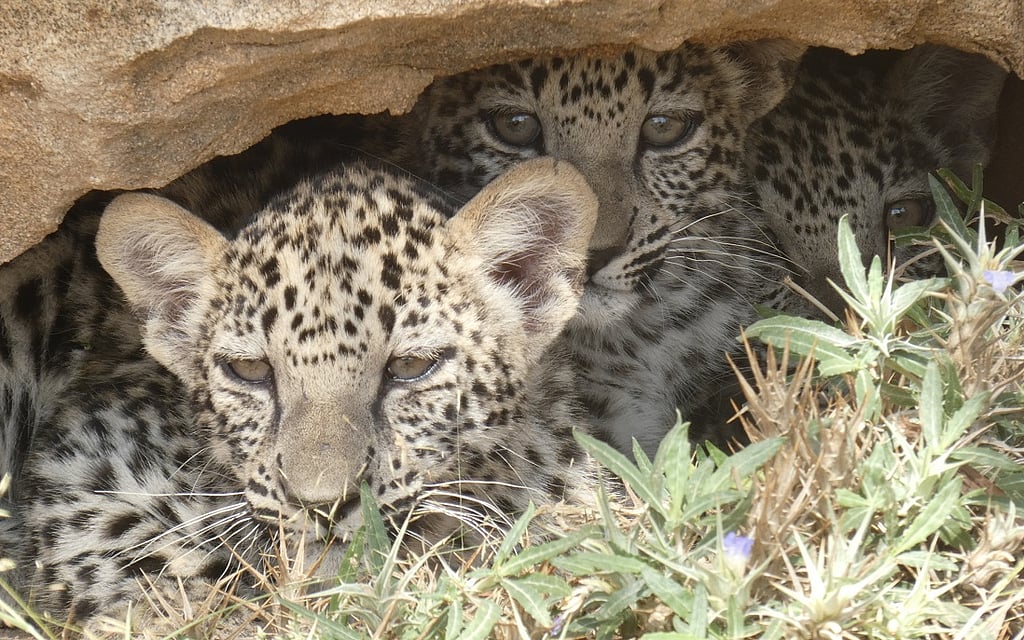 Critically Endangered Arabian Leopard Triplets Born in Saudi Arabia: A ...
