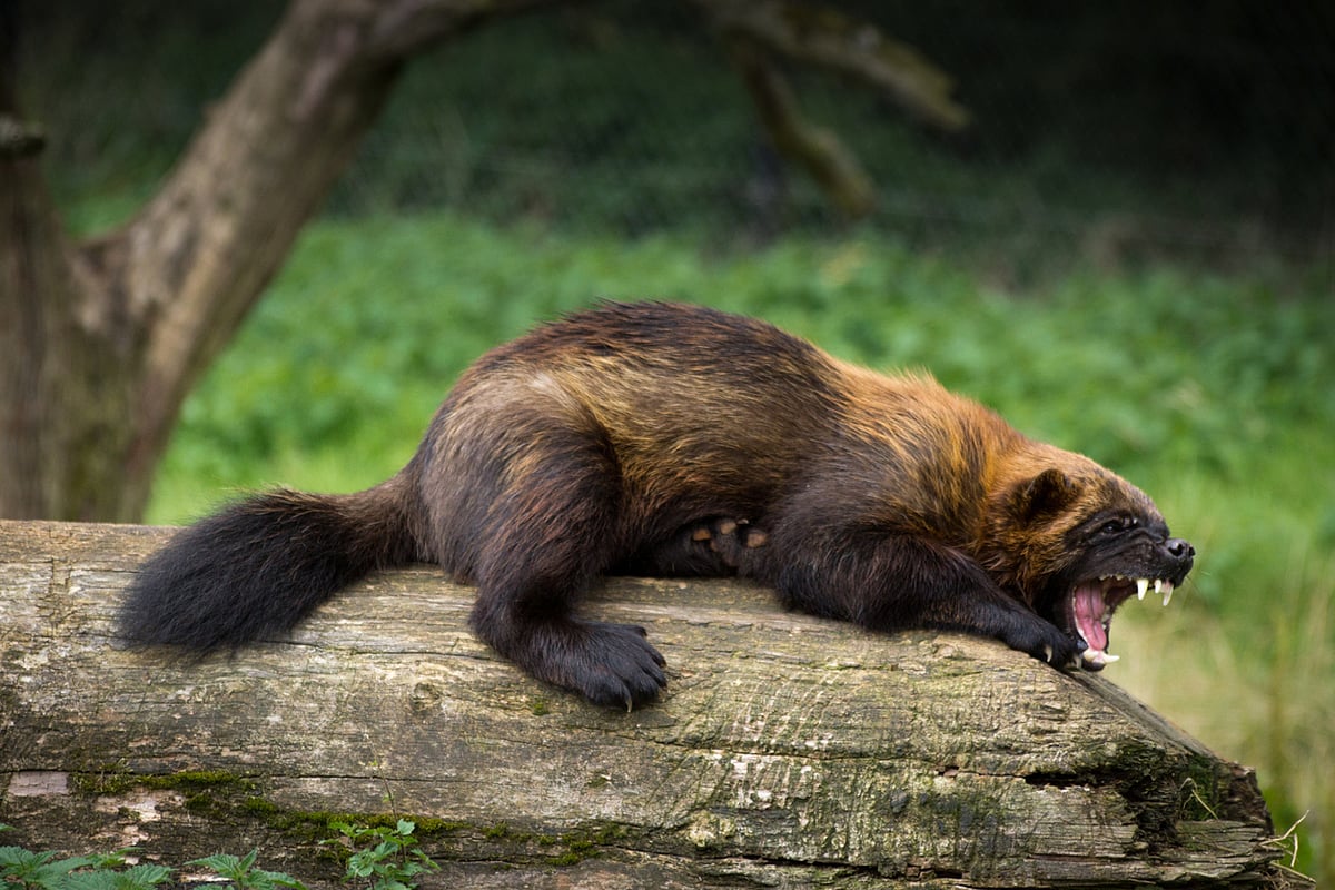 Alberta’s New Wolverine Trapping Policy Threatens Already Declining ...