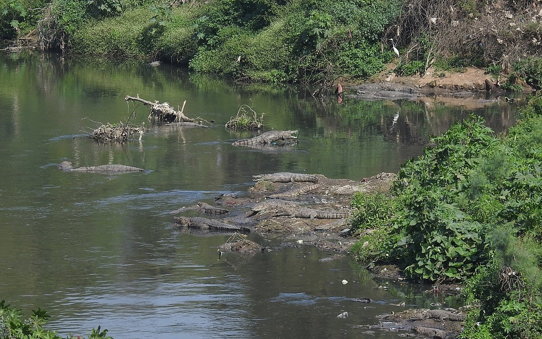 Crocodile Count in Vishwamitri River: How Many Muggers Reside in Vadodara's  Waters?