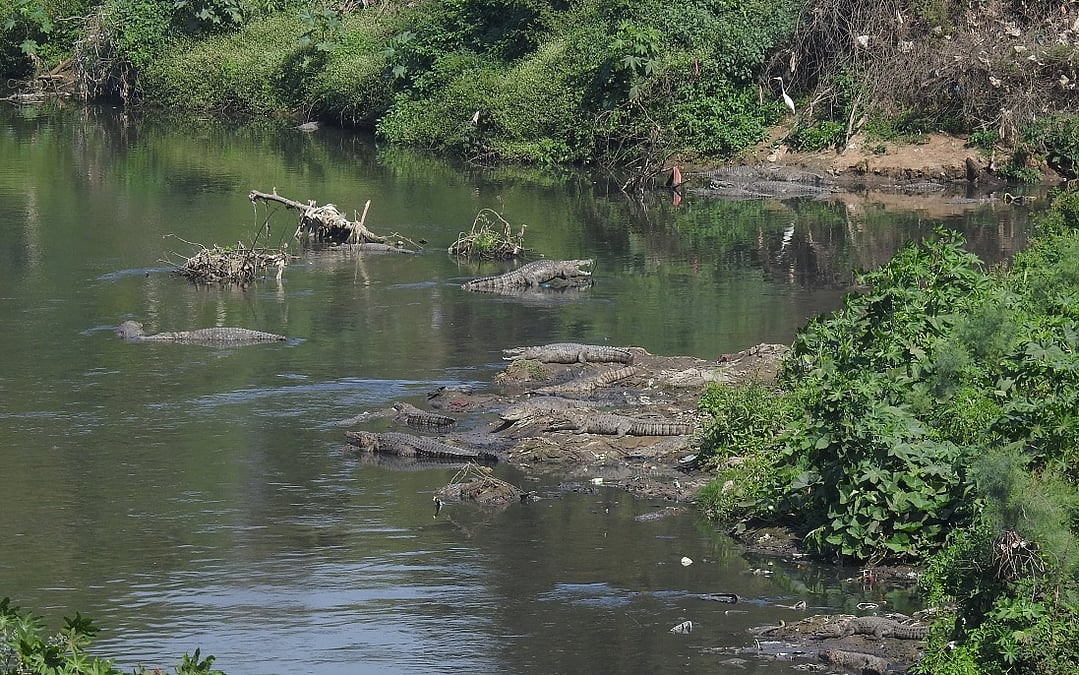 Crocodile Count in Vishwamitri River: How Many Muggers Reside in Vadodara's Waters?