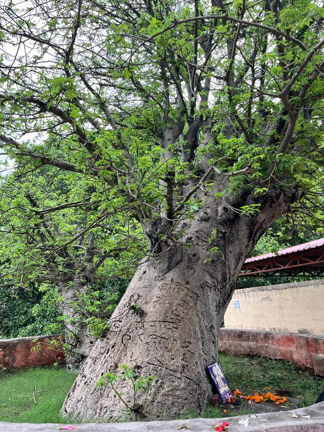 Exploring India’s Majestic Baobab Trees: A Natural Wonder