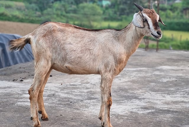Conservation Strategy: Preserving Maraguda Goat Breed in Odisha