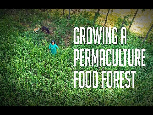 Permaculture Success Transforming Degraded Land Into A Food Forest